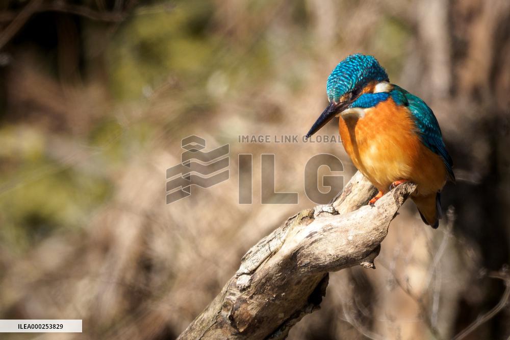 Kingfisher on the branch