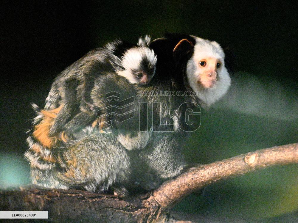 Geoffroy's Marmoset, Callithrix geoffroyi