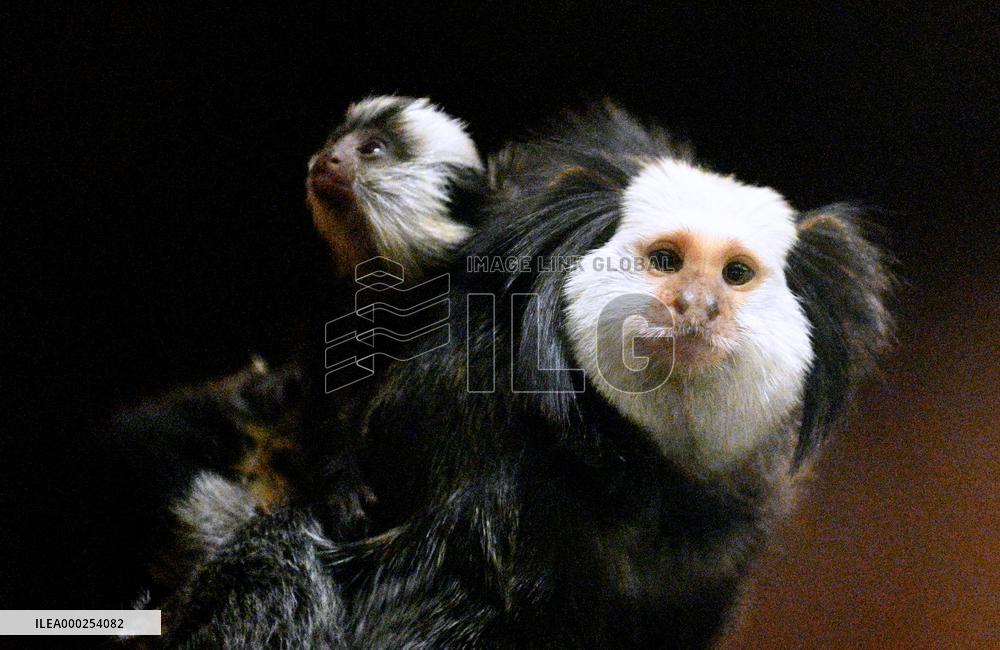 Geoffroy's Marmoset, Callithrix geoffroyi