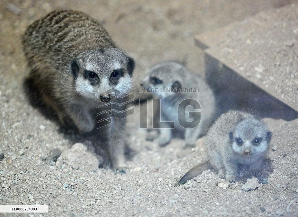 Meerkat, suricate (Suricata suricatta)