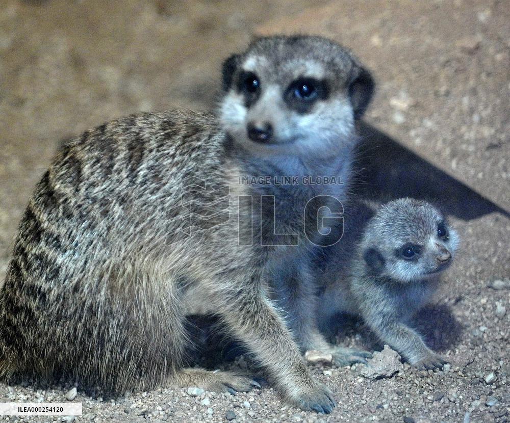 Meerkat, suricate (Suricata suricatta)