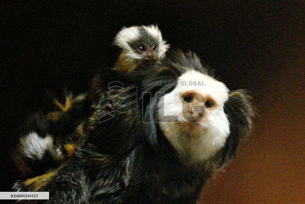 Geoffroy's Marmoset, Callithrix geoffroyi