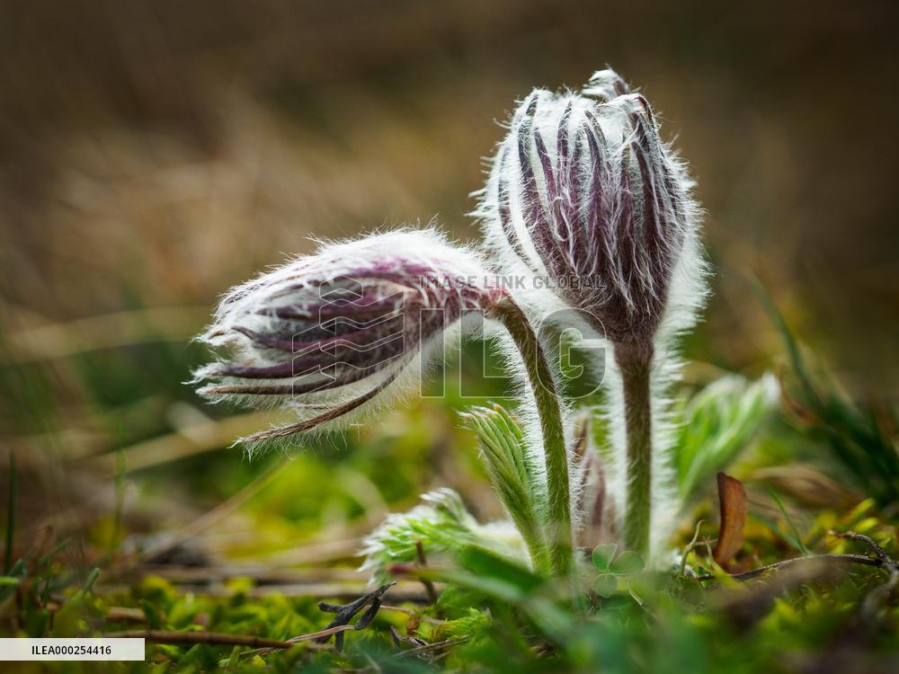 Small pasque flower
