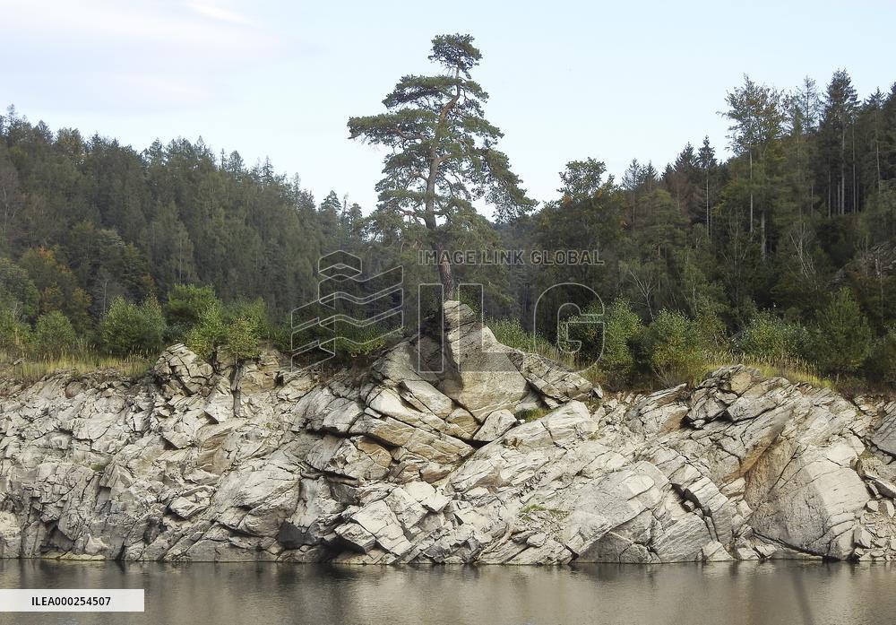 Guardian of the Flooded Village, Scots Pine, Pinus silvestris