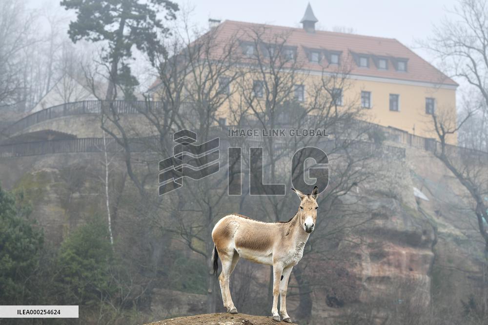 Turkmenian Kulan (Equus hemionus kulan)