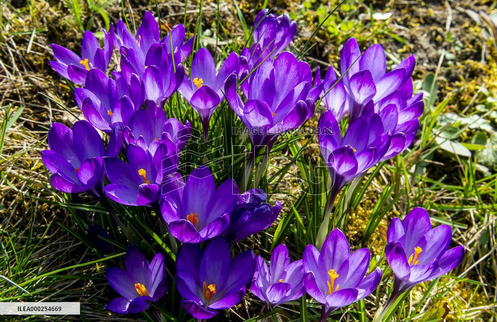 Crocus, crocuses, croci