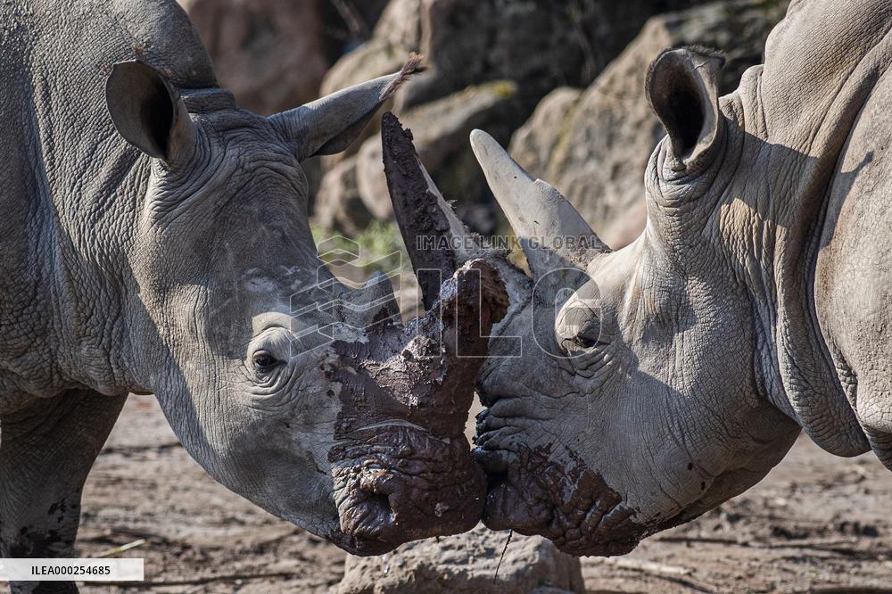 southern white rhinoceros, southern square-lipped rhinoceros (Ceratotherium simum simum)
