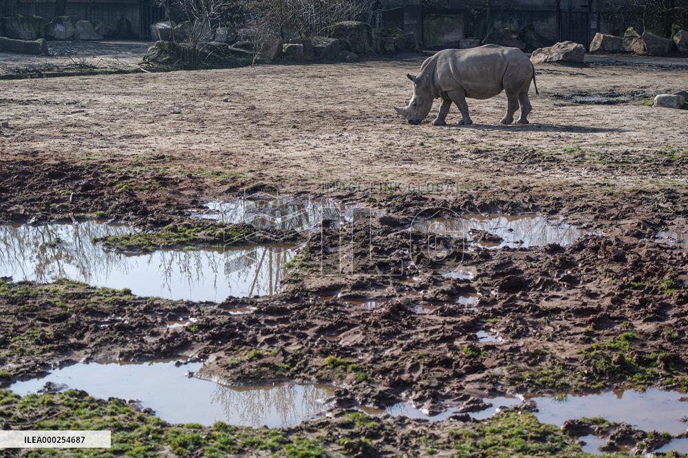 southern white rhinoceros, southern square-lipped rhinoceros (Ceratotherium simum simum)