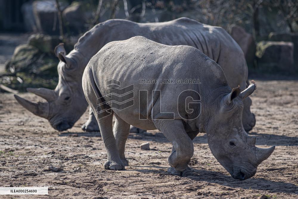 southern white rhinoceros, southern square-lipped rhinoceros (Ceratotherium simum simum)