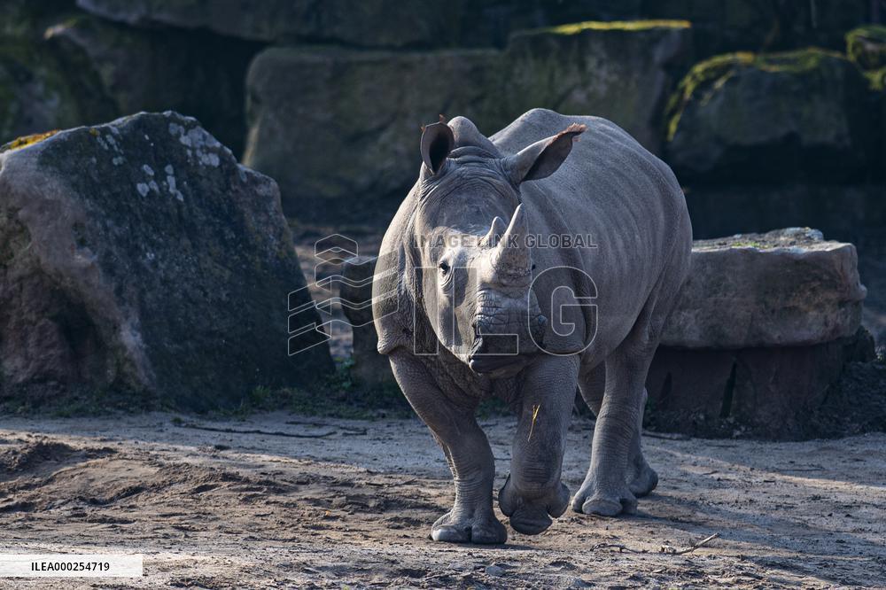 southern white rhinoceros, southern square-lipped rhinoceros (Ceratotherium simum simum)