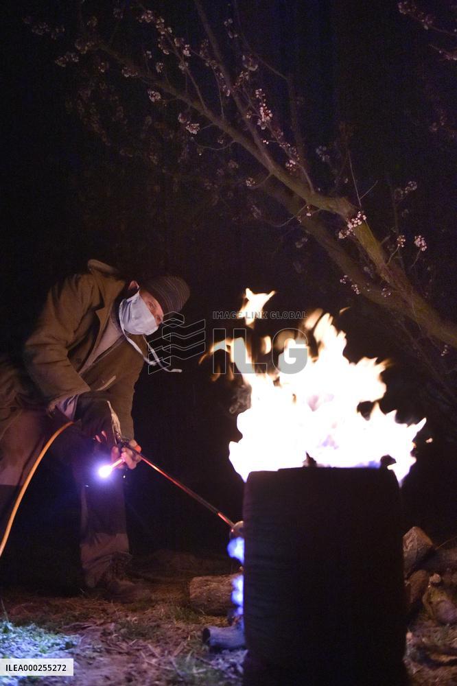 owner ignites fire in orchard to protect fruit trees against frost, tree, protection