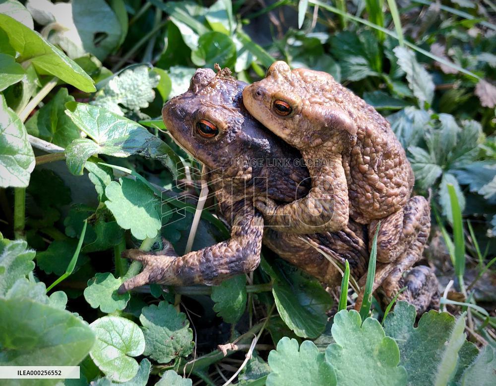 mating Common European Toads