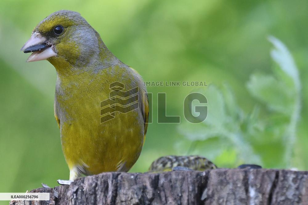 European greenfinch (Chloris chloris)