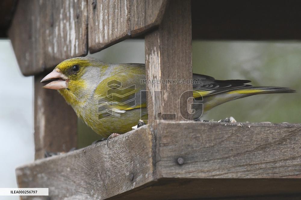 European greenfinch (Chloris chloris)