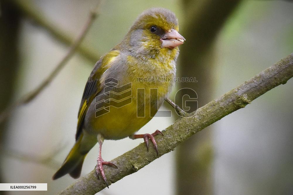 European greenfinch (Chloris chloris)