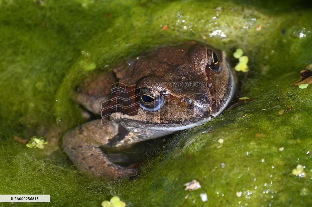 Common frog (Rana temporaria)