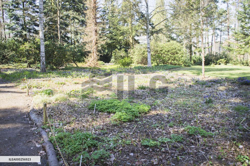 Anemone nemerosa 'Viridiflora', flower, bloom