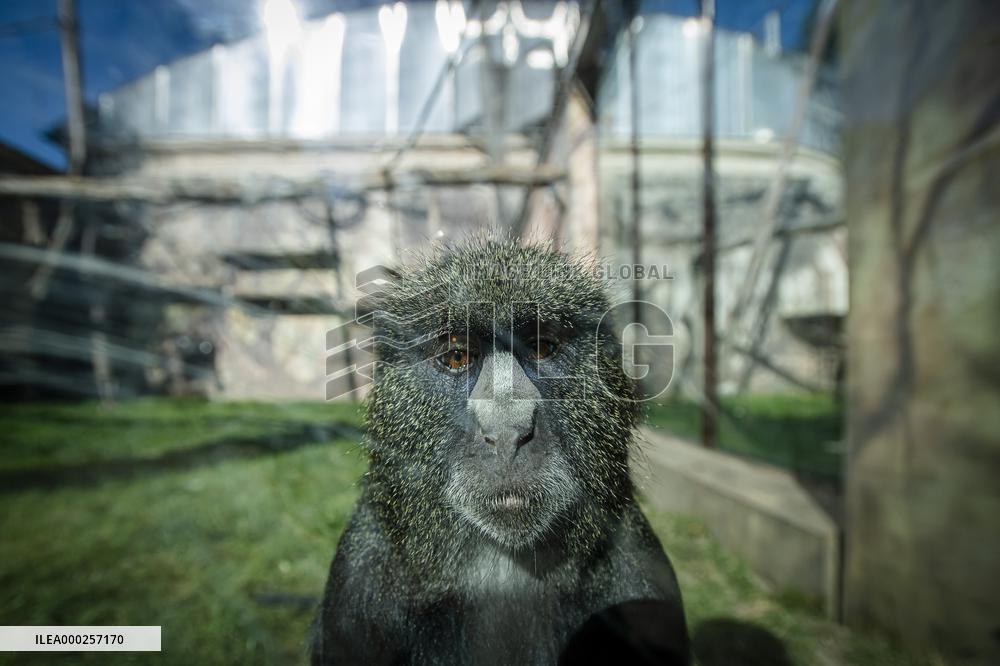 greater spot-nosed monkey, putty-nosed monkey (Cercopithecus nictitans)