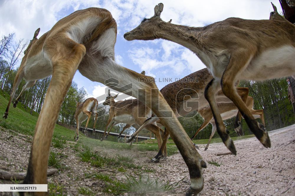 lechwe (Kobus leche), red lechwe, southern lechwe, antelope, antelopes
