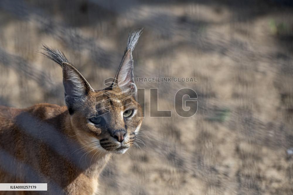 caracal (Caracal caracal)
