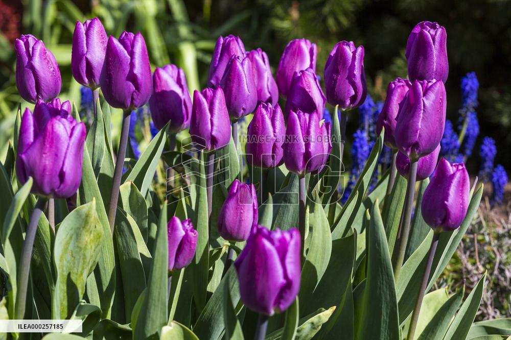 Tulips (Tulipa), nature, flowers, plants