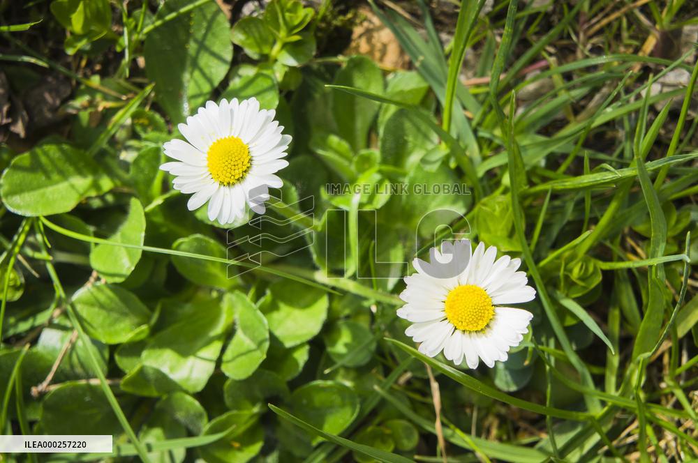 Bellis perennis, the common daisy, flower, bloom