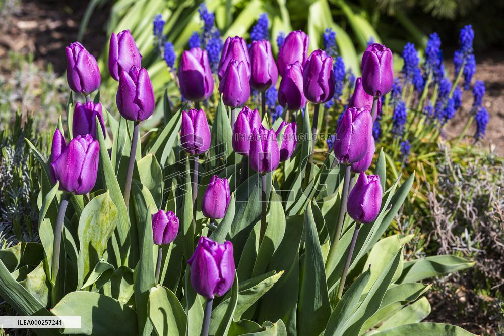 Tulips (Tulipa), nature, flowers, plants