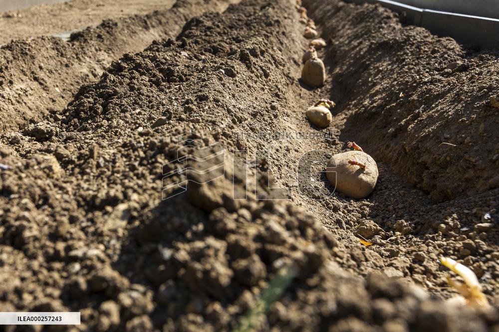 planting, potatoes, vegetables