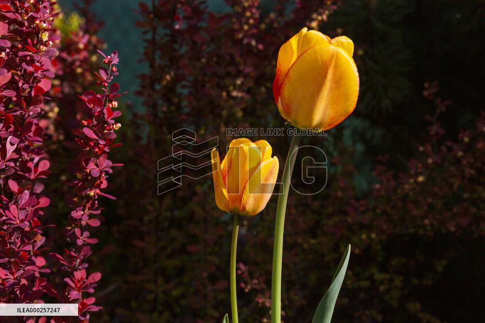 Tulips (Tulipa), nature, flowers, plants