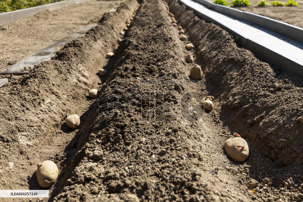 planting, potatoes, vegetables