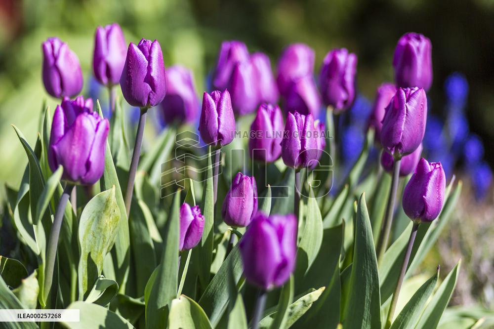 Tulips (Tulipa), nature, flowers, plants