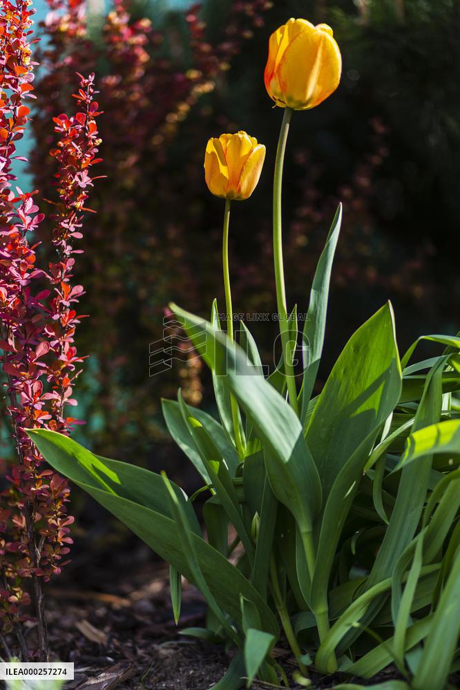 Tulips (Tulipa), nature, flowers, plants