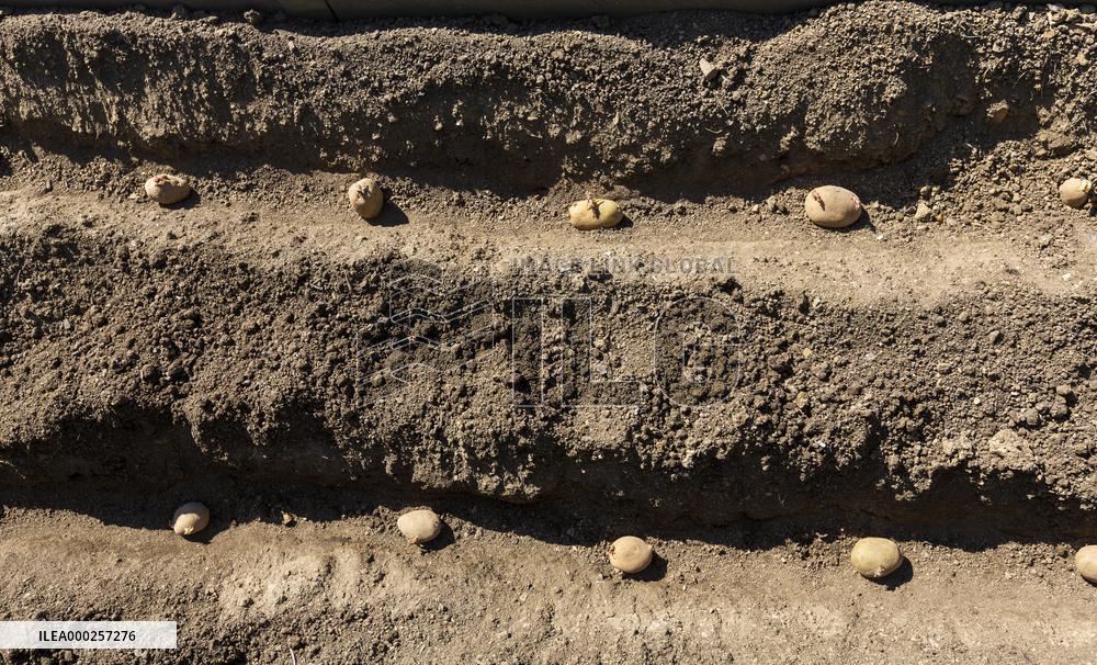 planting, potatoes, vegetables