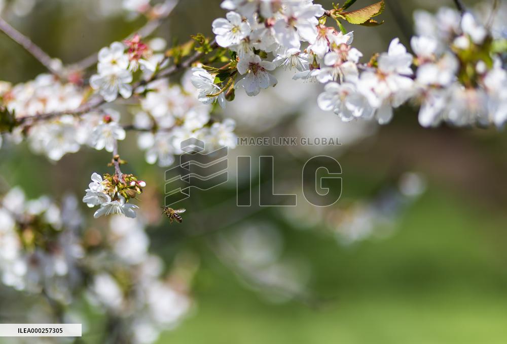 Apis, honey, bee, animal, flying insect