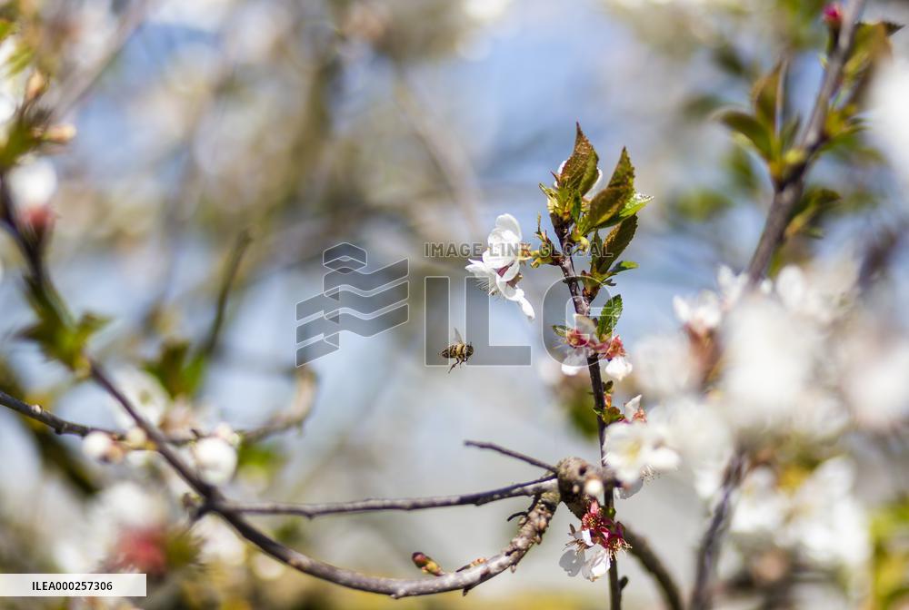 Apis, honey, bee, animal, flying insect