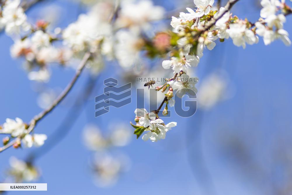 Apis, honey, bee, animal, flying insect