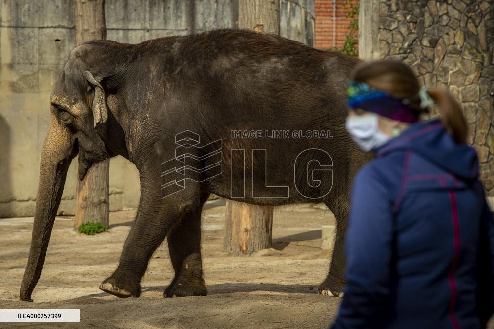 Asian elephant (Elephas maximus)