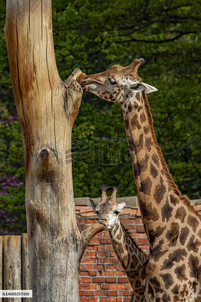 Rothschild's giraffe (Giraffa camelopardalis rothschildi)
