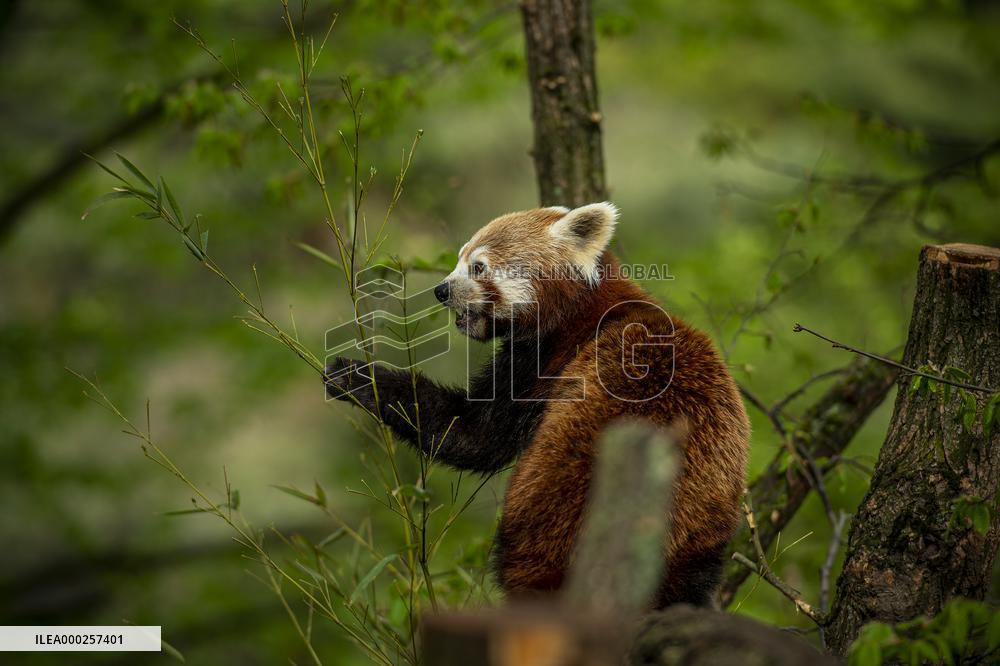 red panda (Ailurus fulgens)