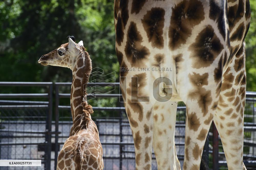 Rothschild giraffe calf, Giraffa camelopardalis rothschildi