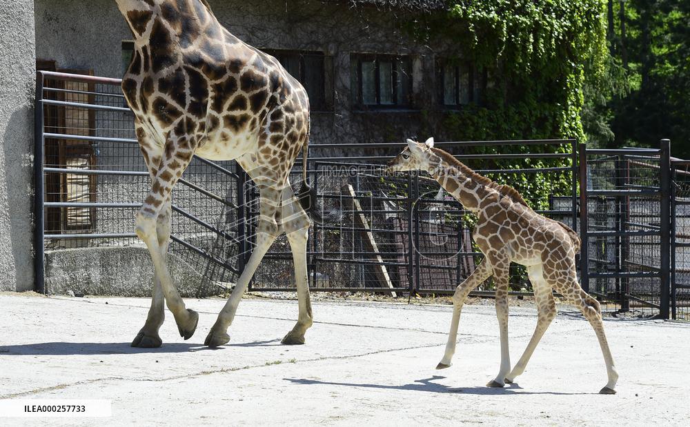 Rothschild giraffe calf, Giraffa camelopardalis rothschildi