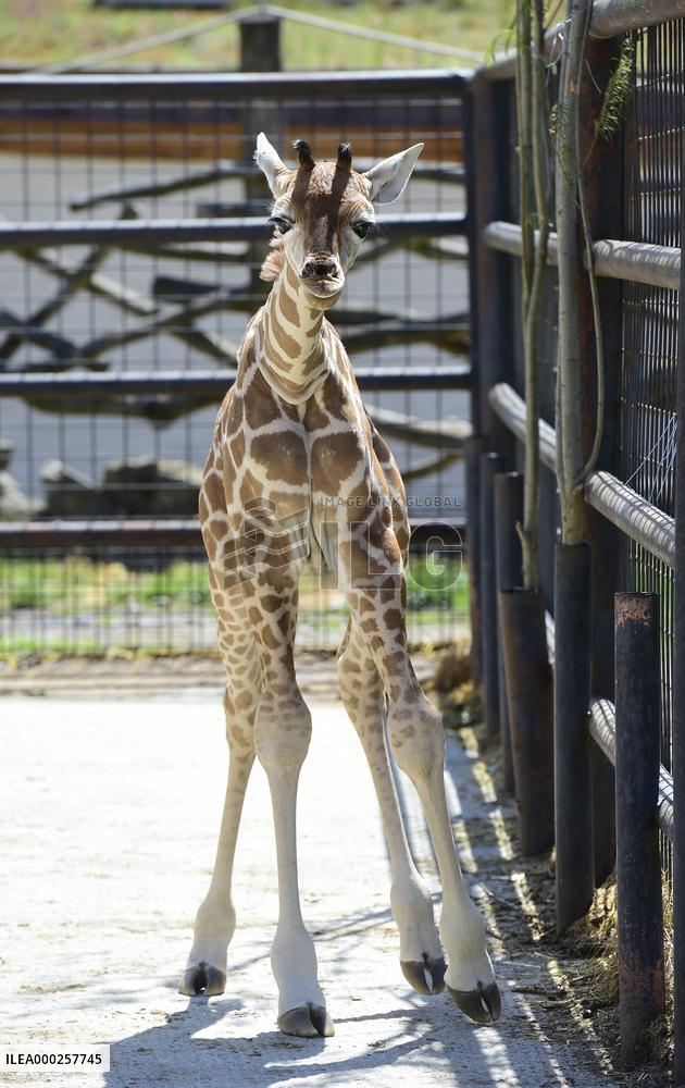 Rothschild giraffe calf, Giraffa camelopardalis rothschildi