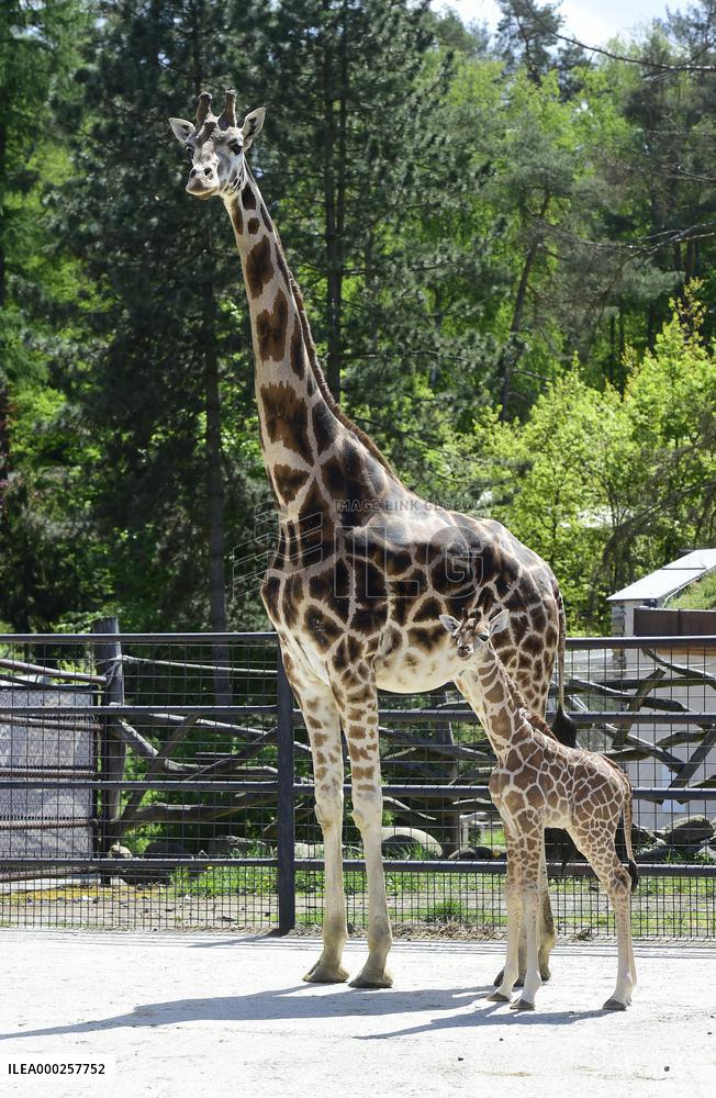 Rothschild giraffe calf, Giraffa camelopardalis rothschildi
