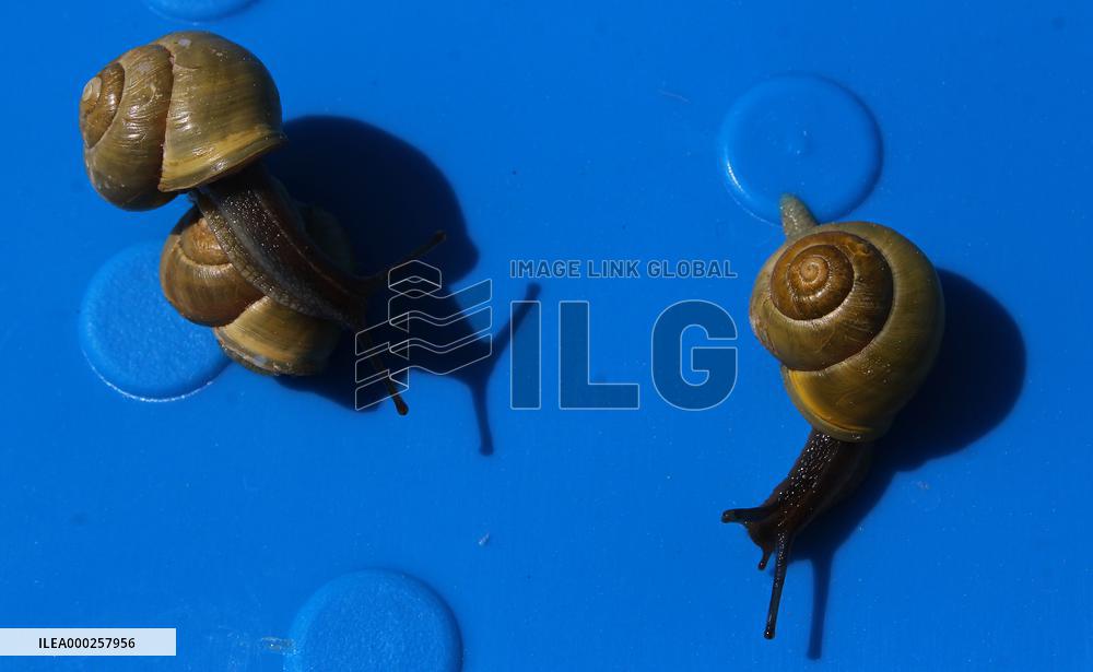 Roman snail, Burgundy snail (Helix pomatia)