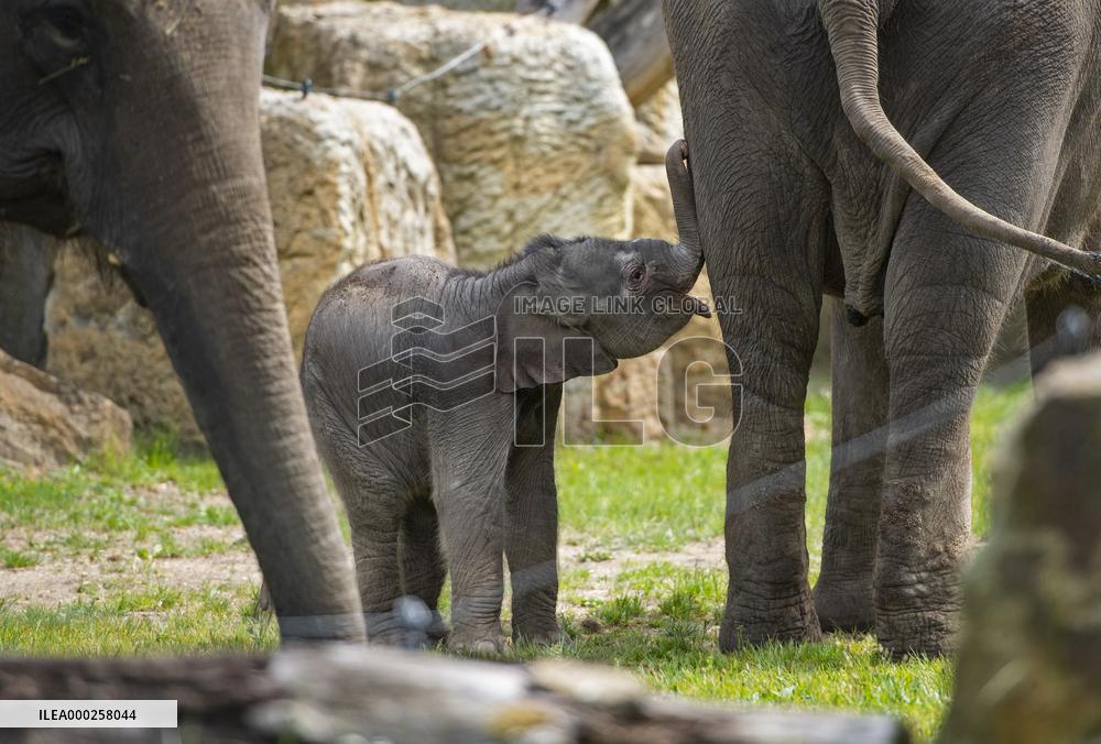 Asian elephant (Elephas maximus), elephants