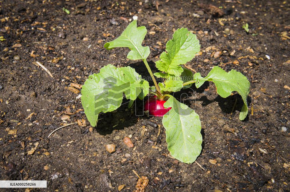 bio, food, vegetables, radish, edible root vegetable, Raphanus sativus