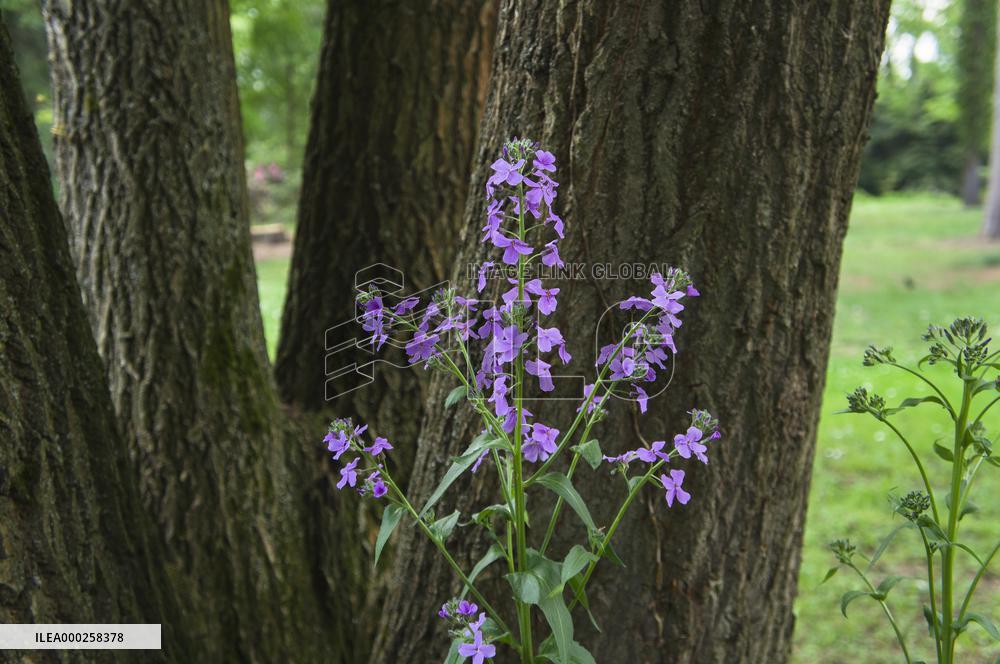 Annual Honesty, Lunaria annua, flower, bloom