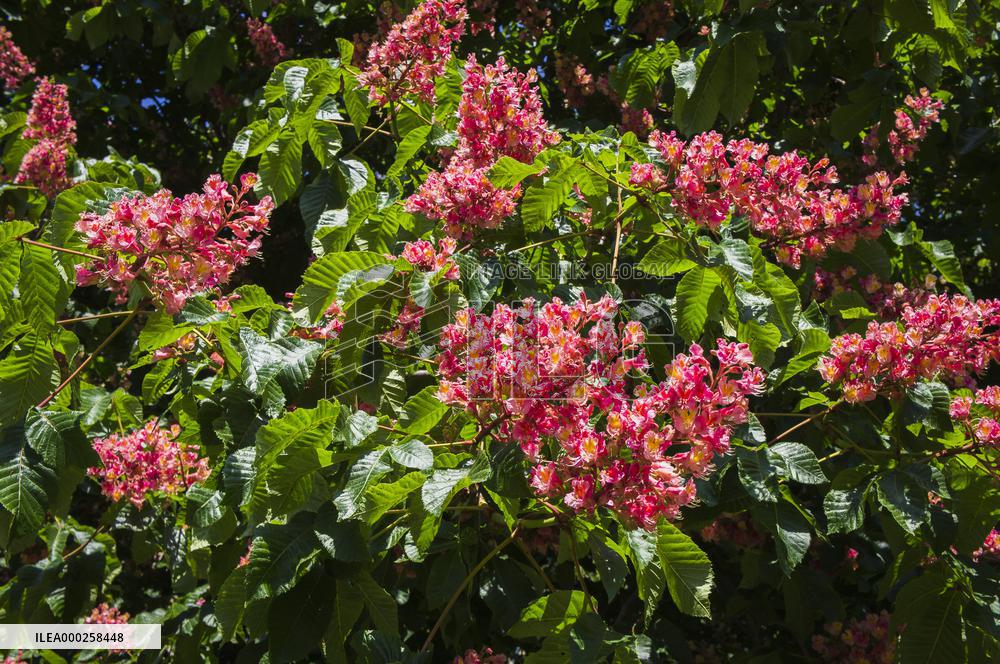 hybrid Red Horse Chestnut, Aesculus ﾗ carnea, tree, bloom