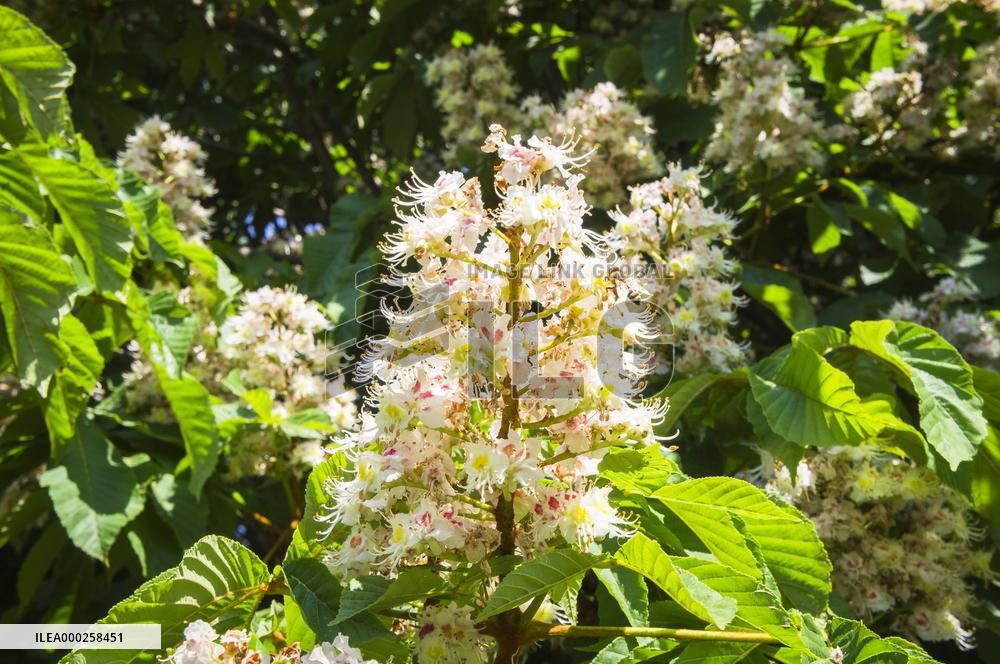 Horse-chestnut, Common, European Chestnut, Aesculus hippocastanum, tree, bloom