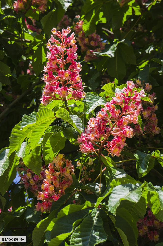 hybrid Red Horse Chestnut, Aesculus ﾗ carnea, tree, bloom